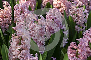 Pink Hyacinthus, Species orientalis, Hyacinth. Attractive spring bulbous flowers
