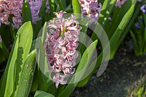 Pink Hyacinthus, Species orientalis, Hyacinth. Attractive spring bulbous flowers