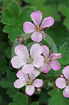 Pink hybrid geranium flowers in close up