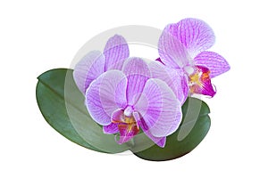 Pink hybrid orchid called Phalaenopsis Memoria Cecilia Rimland isolated on white background, with two green leaves. photo