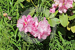 Pink hybrid Rhododendron flowers photo