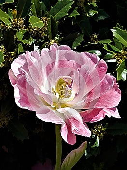 Pink hybrid silver parrot tulip