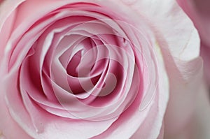 Pink hybrid tea rose