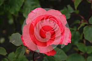 Pink hybrid tea rose, Massey University