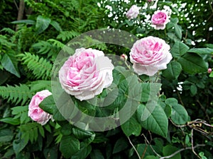 Pink Hybrid Tea rose of Rosa odorata cultivar on the bush in the garden photo