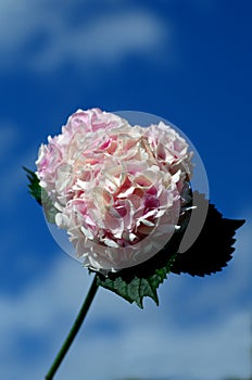 Pink Hydragena, Hortensia flower against blue cloudy sky.