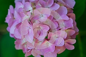 Pink Hydranga Flower Head