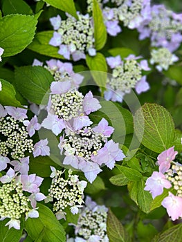 Pink hydrangea