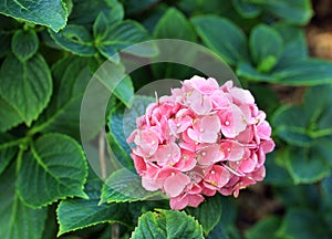 Pink hydrangea