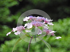 A pink hydrangea