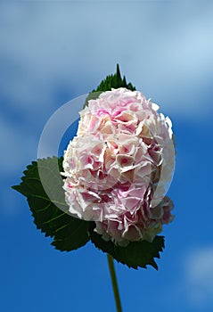 Pink hydrangea against sky in horisontal picture.
