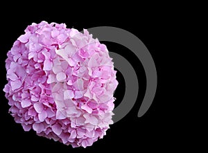 Pink hydrangea bloom