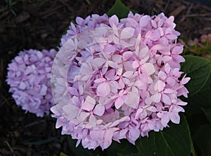 Pink hydrangea bloom