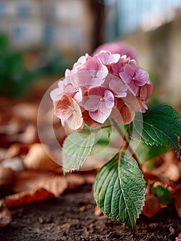 Pink hydrangea bloom with green leaves in a garden setting.