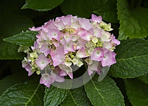 Pink Hydrangea Blossom Beginning to Bloom