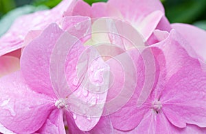 Pink hydrangea blossoms with dew macro