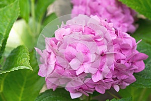 Pink hydrangea close-up