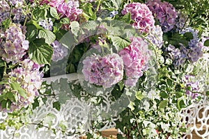 Pink hydrangea close-up in white openwork vases, selective focus. Natural hydrangea macrophylla, hortensia. Romantic