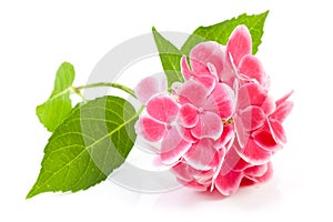 Pink hydrangea flower