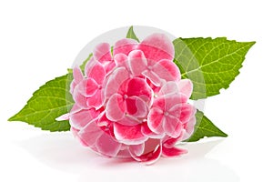 Pink hydrangea flower