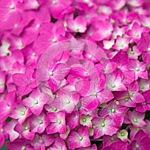 Pink Hydrangea flower