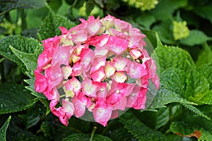 Pink hydrangea flower