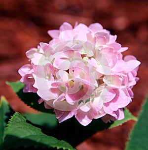 Pink Hydrangea flower