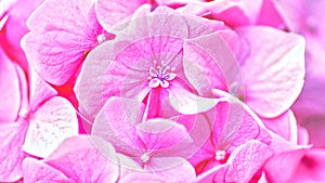 Pink hydrangea flower. Abstract floral backgrounds