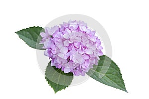 Pink Hydrangea flower bloom with leaf in the garden isolated on white background.
