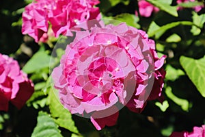 Pink hydrangea flower blooming during summer.