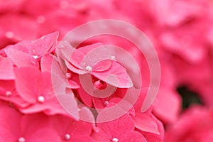 Pink hydrangea flower