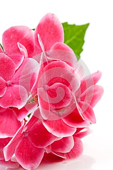 Pink hydrangea flower in closeup