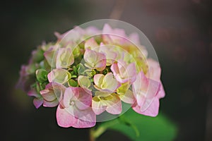 Pink hydrangea flower closeup