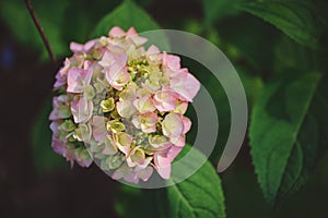 Pink hydrangea flower closeup