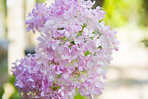 Pink hydrangea flower in the garden