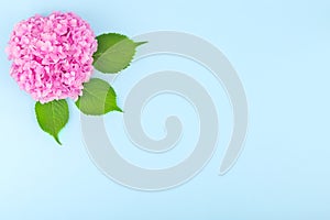 Pink hydrangea flower with green leaves on light blue background.Top view. Copy space. Flat lay. Concept decorations for inscripti