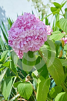 Pink Hydrangea flower Hydrangea macrophylla  blooming in spring and summer in a garden.