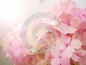 Pink Hydrangea flower