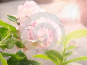 Pink Hydrangea flower