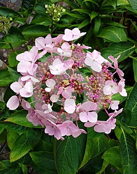 Pink Hydrangea Flowering