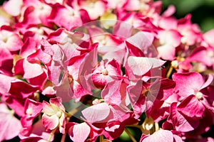 Pink Hydrangea Flowers