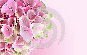 Pink Hydrangea Flowers Background