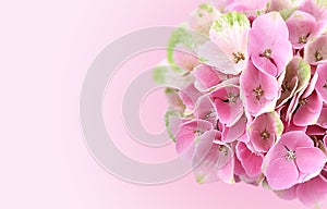 Pink Hydrangea Flowers Background