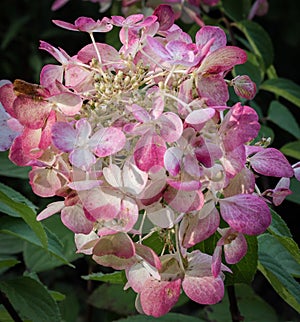 Pink hydrangea flowers close-up