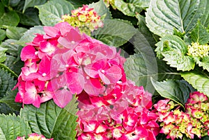 Pink hydrangea flowers