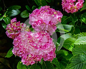 Pink hydrangea flowers.