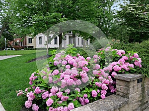 Pink hydrangea flowers in front garden