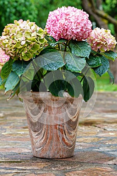 Pink hydrangea flowers in full bloom in clay pot in a garden. Hydrangea bushes blossom on sunny day. Flowering hortensia plant.