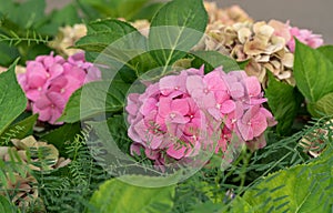 Pink hydrangea flowers in full bloom in a garden. Hydrangea bushes blossom on sunny day. Flowering hortensia plant.