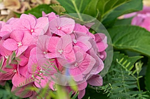 Pink hydrangea flowers in full bloom in a garden. Hydrangea bushes blossom on sunny day. Flowering hortensia plant.